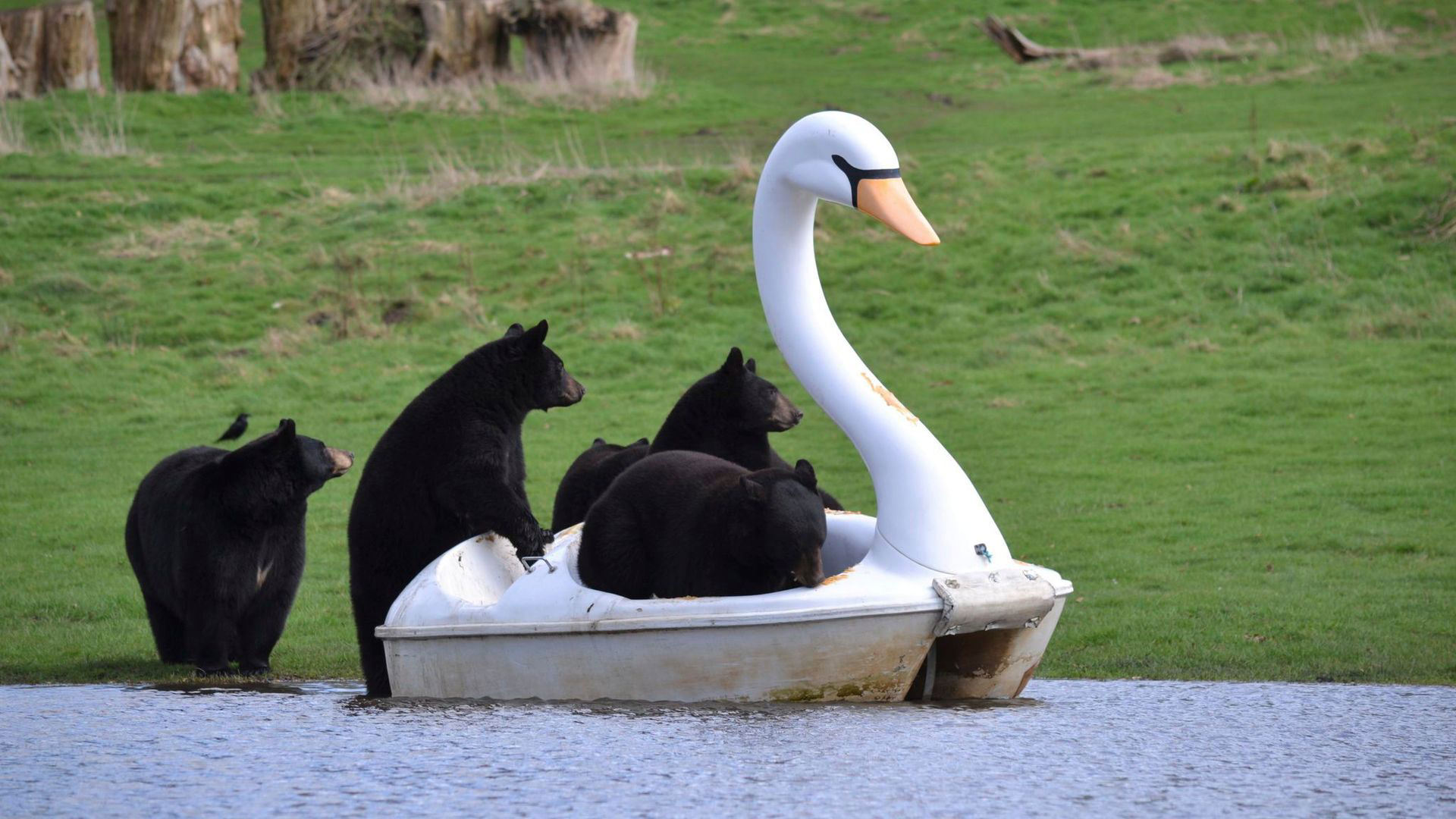Woburn Safari-Park in England: Die Schwarzbären und ihr neues Schwanenboot