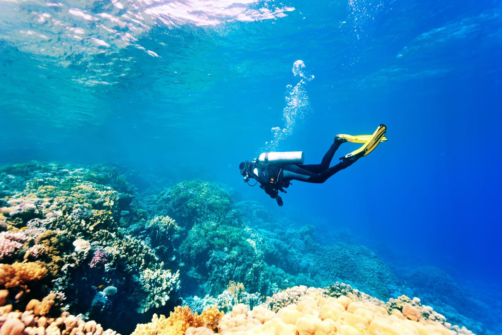 <p class="wp-caption-text">Image Credit: Shutterstock / Sergiy Zavgorodny</p>  <p><span>Choosing the right place to learn scuba diving is pivotal, as it influences not just your ability to master diving techniques but also your overall enthusiasm for underwater exploration. The ideal spots for beginner divers combine clear waters, rich marine biodiversity, and reputable dive centers offering certifications like PADI. These locations ensure a learner’s first foray into the underwater world is both safe and mesmerizing.</span></p> <p><span>From the coral-rich ecosystems of the Great Barrier Reef to Southeast Asia’s vibrant underwater life and the Galapagos Islands’ unique diving experiences, each destination provides a unique backdrop for diving education. Such places promise excellent visibility and diverse marine life and adhere to the highest diving instruction and safety standards.</span></p> <p><span>Selecting a premier diving destination like Koh Samui in Thailand or Bonaire in the Caribbean can significantly enhance learning. These locations offer the perfect conditions for beginners—calm waters, extensive underwater fauna, and professional diving schools.</span></p> <p><span>Furthermore, diving in these iconic spots allows new divers to immerse themselves in some of the most spectacular underwater environments on the planet, turning the learning experience into an unforgettable adventure. Whether it’s gliding past colorful coral reefs, exploring historical wrecks, or encountering majestic sea creatures, the right diving location sets the stage for a lifelong passion for diving, equipped with the skills and confidence to explore the oceans of the world.</span></p>