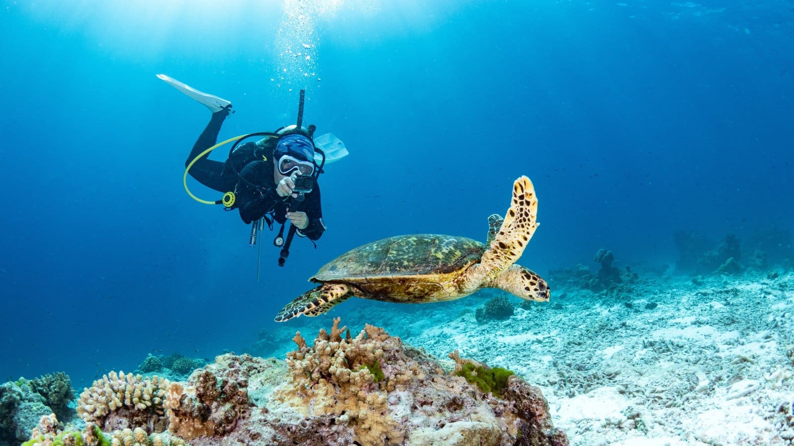 <p class="wp-caption-text">Image Credit: Shutterstock / Summer Paradive</p>  <p><span>Capturing the beauty of the underwater world through photography is a rewarding but challenging. It requires knowledge of underwater camera settings, lighting techniques, and composition to produce stunning images that convey the essence of your dive experiences.</span></p> <p><b>Insider’s Tip:</b><span> Start with a compact underwater camera or waterproof housing for your smartphone—practice in shallow waters to hone your skills before tackling more ambitious shots.</span></p>