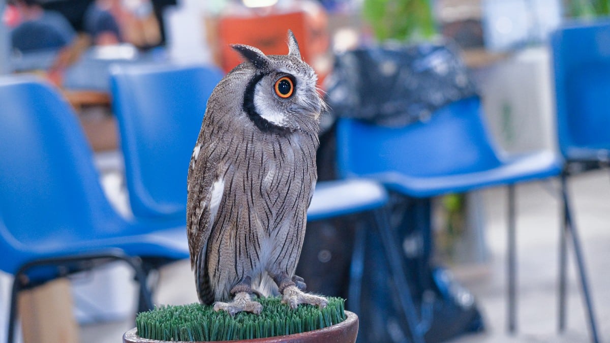 <p><span>Tokyo's Owl Café offers an enchanting twist. Enjoy your matcha as owls perch nearby. This unique encounter bridges the gap between nature and urban life. </span><span>It's a serene, albeit unusual, companion to your caffeine fix. A gentle reminder of the natural world's wonders, right in the city's heart.</span></p>
