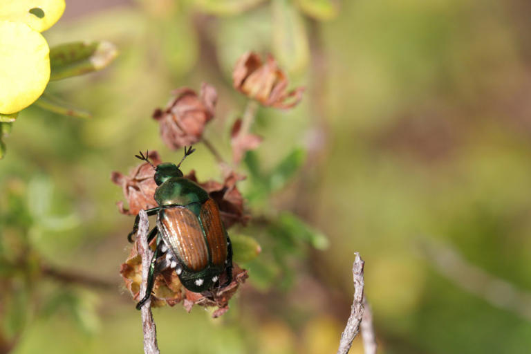 How to Treat Your Lawn for Grubs, Including Japanese Beetle Larvae