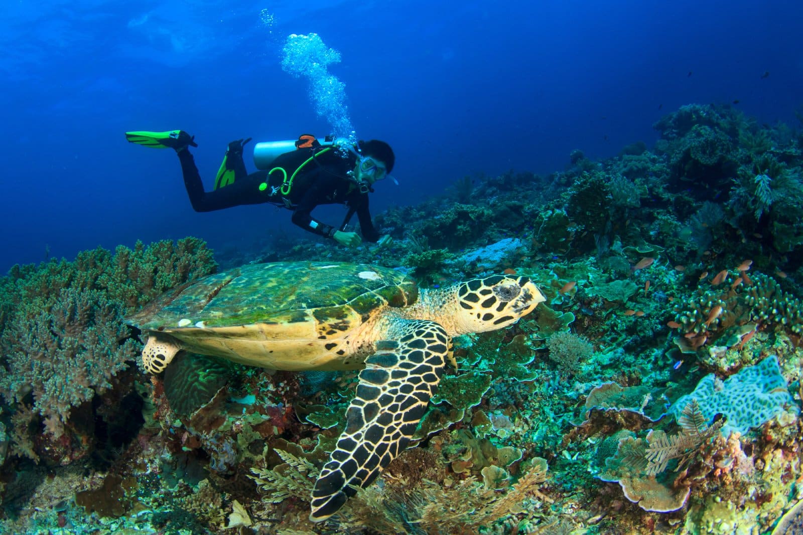 <p class="wp-caption-text">Image Credit: Shutterstock / Rich Carey</p>  <p><span>Conservation-focused diving allows divers to contribute to the preservation of marine ecosystems. Participating in coral reef restoration projects, invasive species removal, and citizen science initiatives are just a few ways divers can make a positive impact.</span></p> <p><b>Insider’s Tip:</b><span> Seek out dive operators and organizations prioritizing ecological sustainability and offering conservation programs. Your participation enriches your diving experience and helps protect the underwater environments you love.</span></p>
