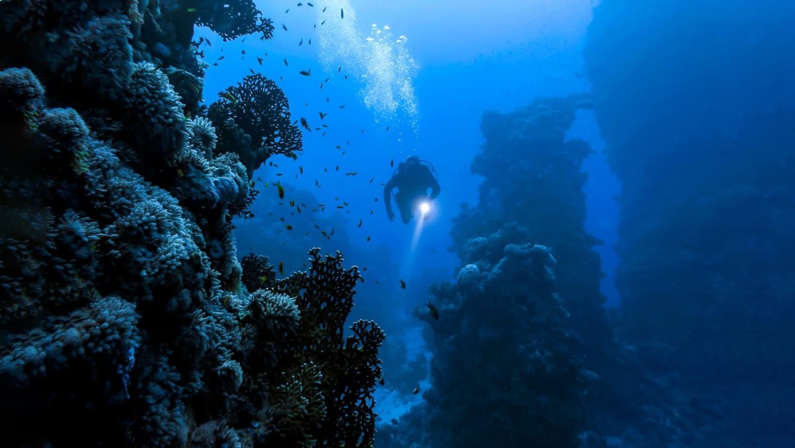 <p class="wp-caption-text">Image Credit: Shutterstock / Lillac</p>  <p><span>Deep diving allows adventurous divers to explore beyond the limits of recreational diving depths, offering the chance to discover untouched wrecks, deep reefs, and pelagic marine life. It requires additional training, experience, and respect for the increased risks associated with deeper depths.</span></p> <p><b>Insider’s Tip:</b><span> Pursue advanced and deep diver certifications through reputable diving organizations. Gradually gaining experience and diving within your limits are key to enjoying deep diving safely.</span></p>