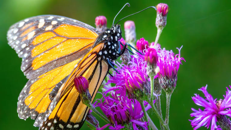 7 Reasons You Need Binoculars: From Soaring Eagles To Roaring Avalanches