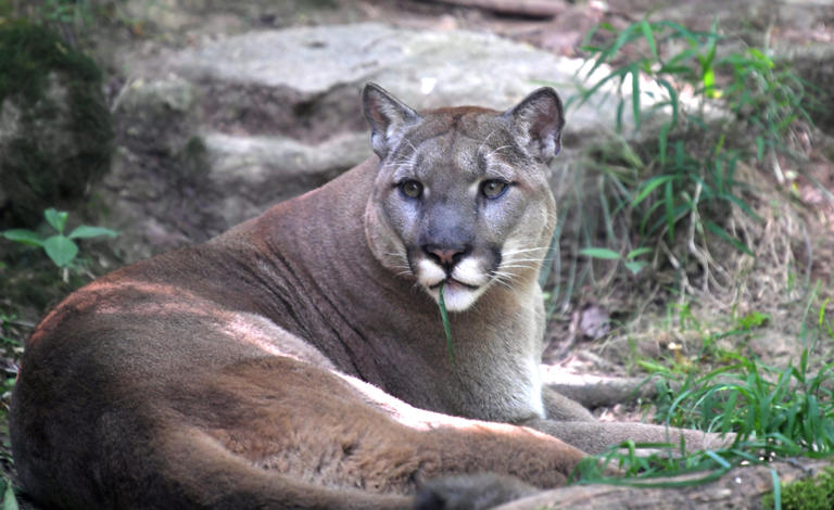 A mountain lion sits in the shade at the Nashville Zoo.