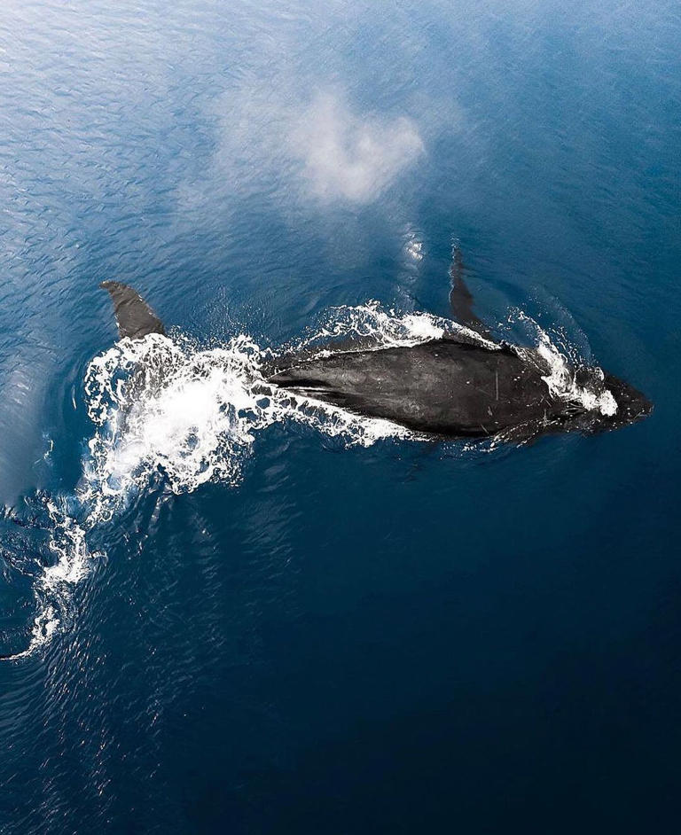 Whale watching season in Hawaii runs from November through May, with an estimated 10,000 humpback whales migrating from Alaska to the Hawaiian Islands to mate and give birth.