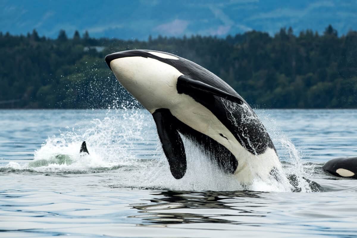 A Bigg's orca whale jumping out of the sea in Vancouver Island, Canada. Image by Wirestock via Depositphotos