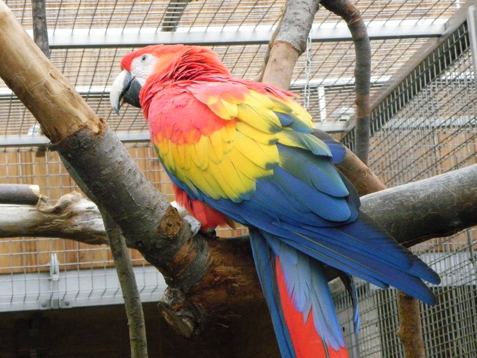 v papouščí zoo vítali o víkendu jaro: do bošovic míří návštěvníci z celého světa