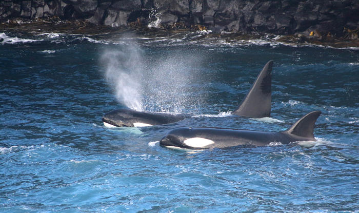 an orca attack on white shark in ec waters raises fresh questions about ‘seascape of fear’