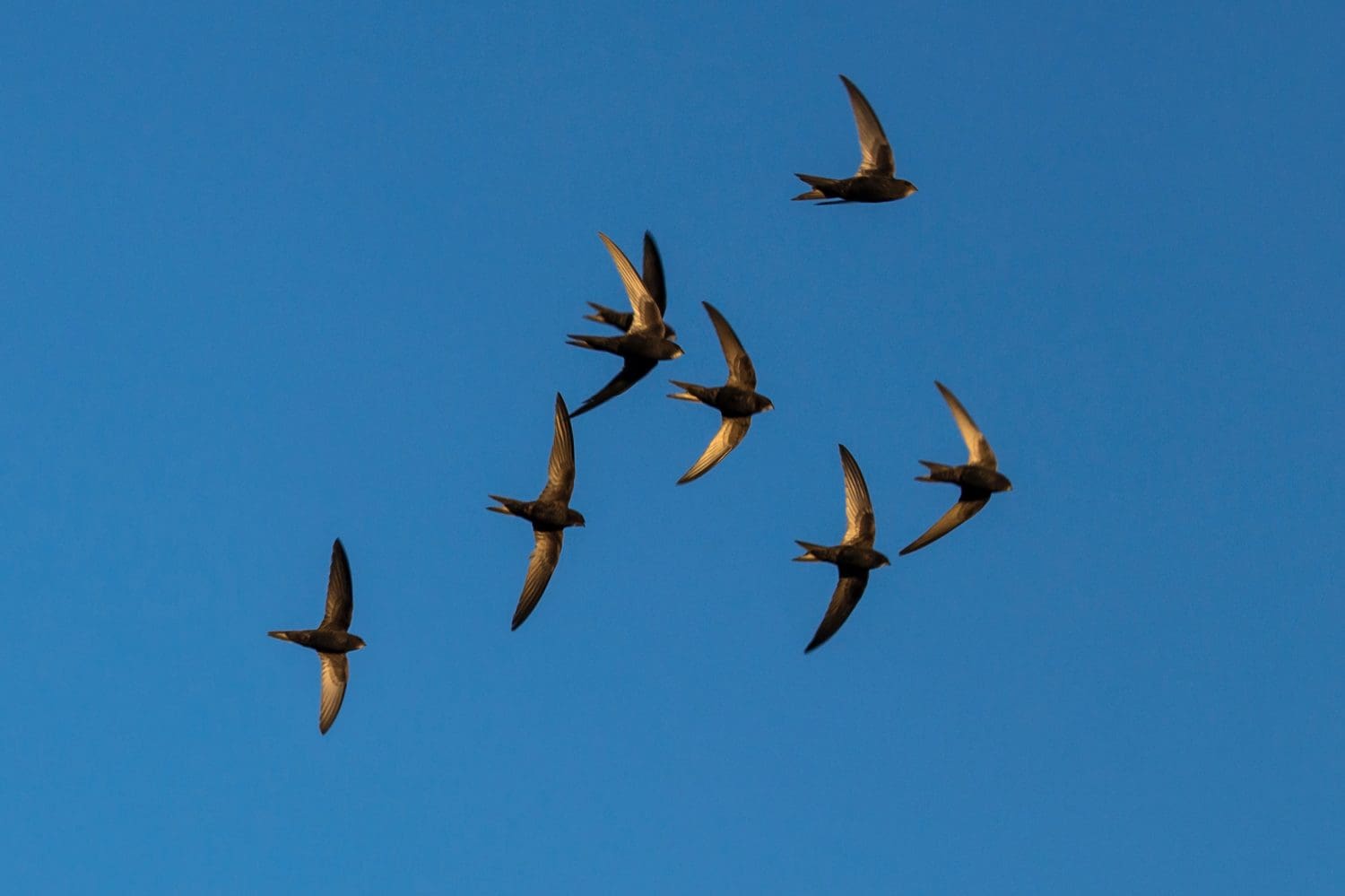 Birds You’ll See Along the Continental Divide Trail