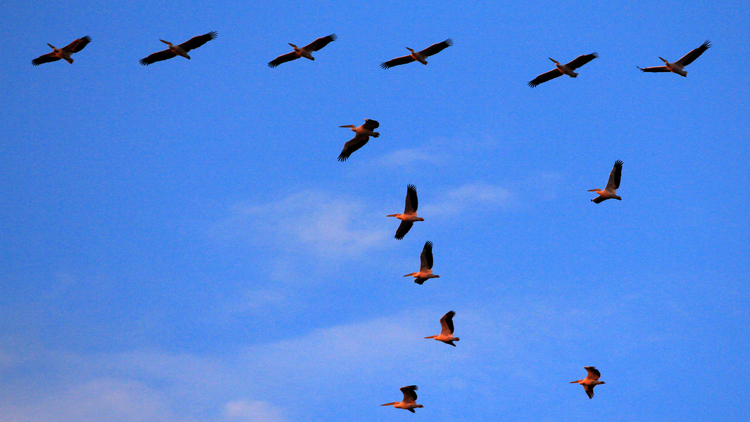 bursa'da pelikan sürüsü görüntülendi