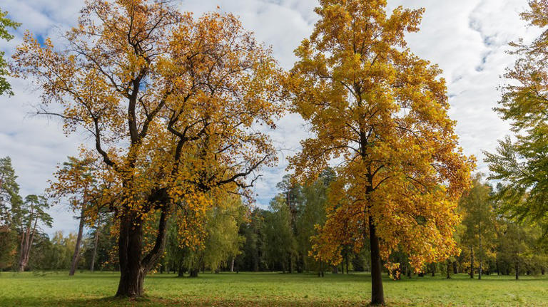 The Fast-Growing Tree That Will Add A Pop Of Gorgeous Color To Your Yard