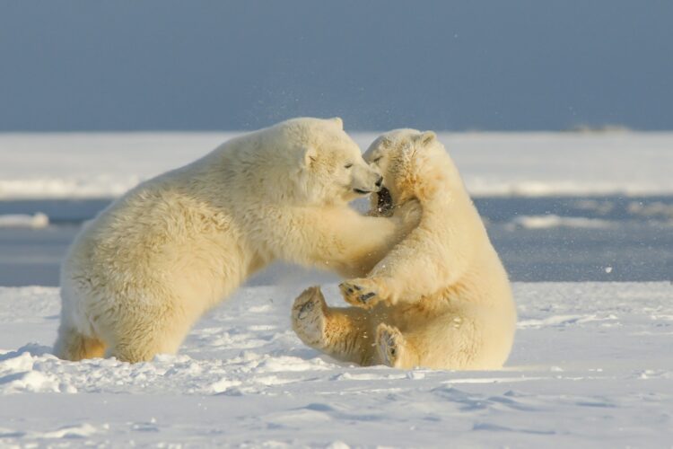 <p>Despite living in the freezing Arctic, polar bears can still overheat due to their thick fur and layer of blubber. To cool down, they pant or rest in cooler areas such as snow banks or icy water. These cooling techniques help regulate their body temperature and prevent overheating, ensuring their survival in such extreme conditions.</p>