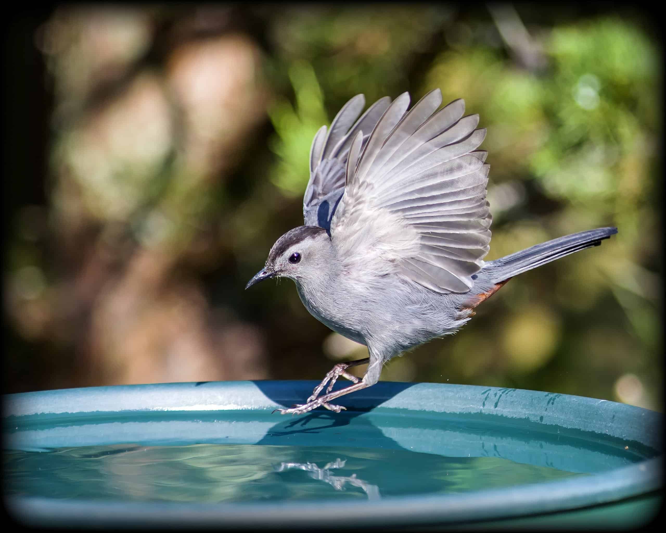 Birds You’ll See Along the Continental Divide Trail