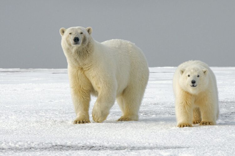 <p>The scientific name for the polar bear is “Ursus maritimus,” which means “maritime bear.” This name perfectly reflects their affinity for life on the sea ice. These bears spend most of their time in and around the Arctic waters, relying on the ice as a platform for hunting, resting, and traveling.</p>