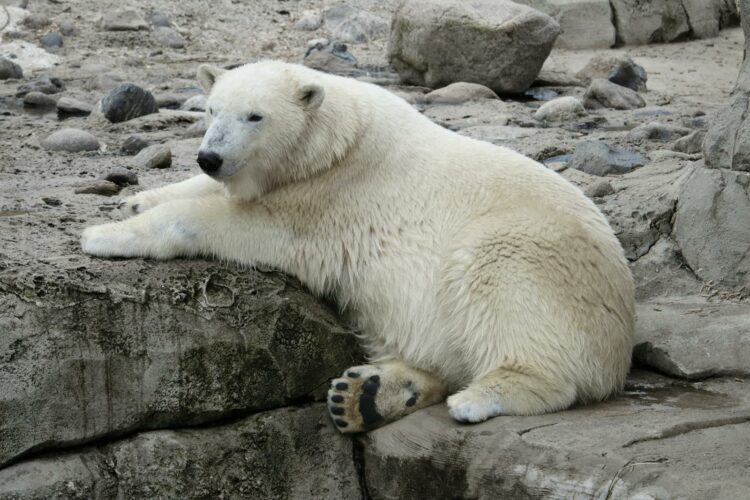 <p>To keep warm in freezing Arctic temperatures, these animals have a thick layer of blubber that can measure up to 11 centimeters. This layer of blubber acts as an insulating barrier, helping them retain body heat and keeping them warm in the frigid climate. It also serves as an efficient energy storage system, providing a reserve of fuel when food is scarce.</p>