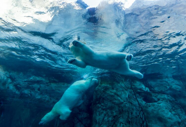<p>They’re the underwater athletes you never knew you needed. These furry swimmers effortlessly glide through icy waters, covering up to 100 miles without a break. Talk about impressive cardio! So, next time you’re struggling to swim a few laps, channel your inner polar bear and go the extra mile, or a hundred miles in their case.</p>
