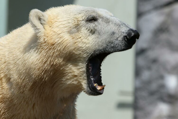 <p>They have an amazing sense of smell. Polar bears can detect seals, their primary prey, from miles away. Their sense of smell is so acute that they can even sniff out a seal burrowed beneath three feet of snow! This incredible ability allows them to locate their prey even when it is hidden and out of sight.</p>