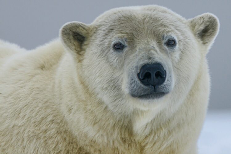 <p>Polar bears are the largest land predators on Earth. Males can grow to be up to 10 feet tall when standing on their hind legs and weigh an astonishing 1,500 pounds. Their massive size and immense strength make them fantastic hunters, capable of taking down large prey and defending their territories against other bears.</p>