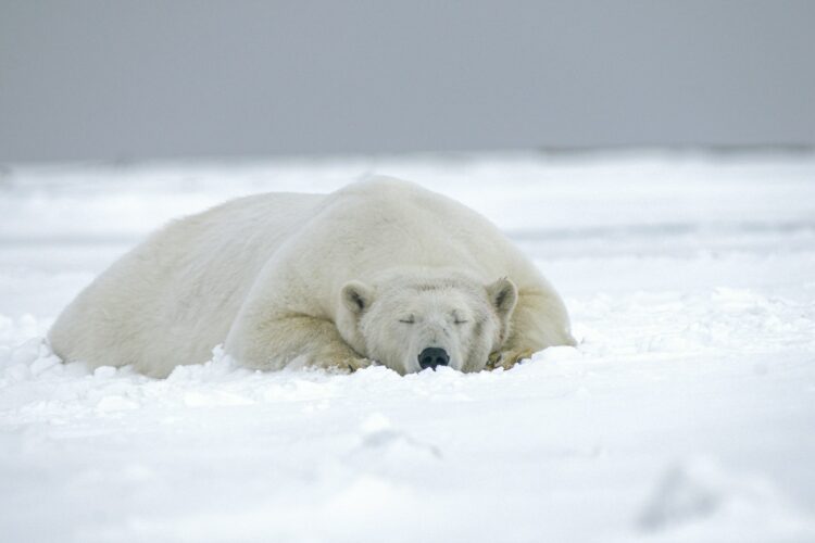 <p>Underneath their white fur, polar bears’ skin is actually black. This black skin helps to absorb and retain heat from the sun. When polar bears lie down on the ice, the black skin absorbs sunlight, warming their bodies and providing much-needed heat in their icy environment.</p>
