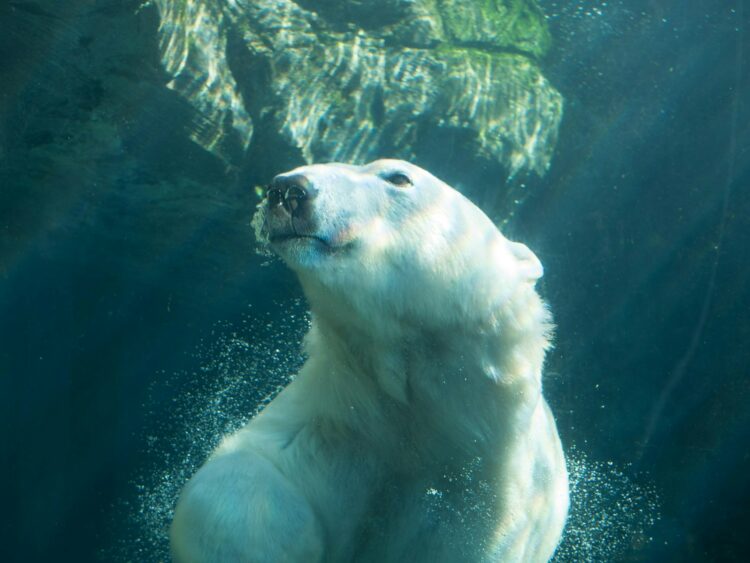 <p>Polar bears possess a thick layer of fur all over their body, except on their nose and footpads. The fur is made up of two layers: a dense undercoat and longer outer guard hairs. This combination provides excellent insulation, keeping the polar bear warm even in the most extreme Arctic conditions. The fur also helps them stay afloat and makes swimming more efficient.</p>
