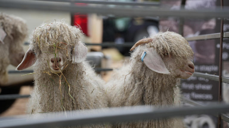 Goat farmer hopes genetic breeding program will improve Australian ...