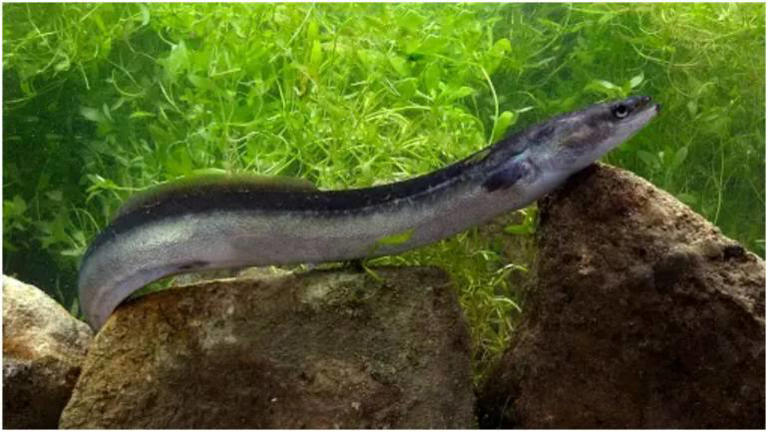 Live 12 Inch Eel Removed From Vietnamese Mans Abdomen After Entering Through Rectum