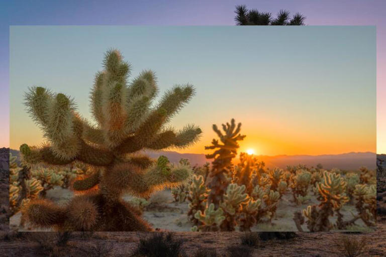 An epic quest led us to the best sunrise views in Joshua Tree