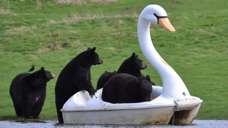 bears ride swan boat after safari park floods