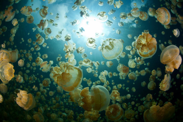 Around a million stingless jellyfish live in Jellyfish Lake, in Palau. Photo: Shutterstock