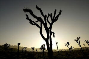 Joshua Tree Protections Subject Of New Lawsuit Filed Against Federal 