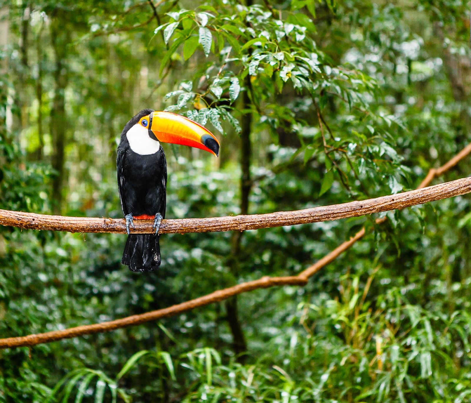 <p class="wp-caption-text">Image Credit: Shutterstock / MarcusVDT</p>  <p><span>The Amazon’s rich biodiversity is not only the basis of its shamanic practices but also a critical component of the global ecosystem. Engaging with the Amazon through a shamanic tour offers an unparalleled opportunity to learn about life’s interconnectedness, plants’ medicinal properties, and the importance of ecological balance.</span></p>