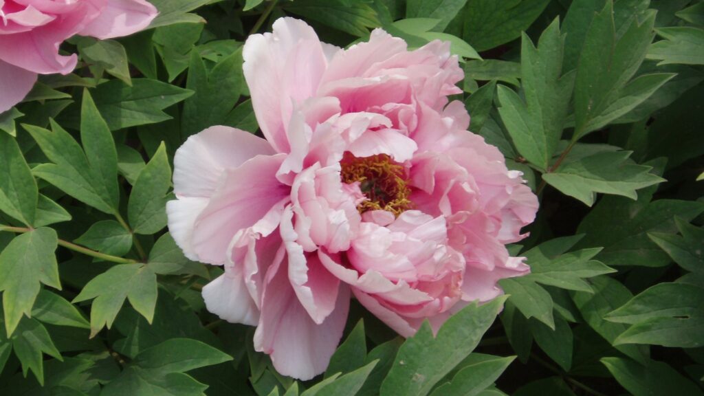 Peony