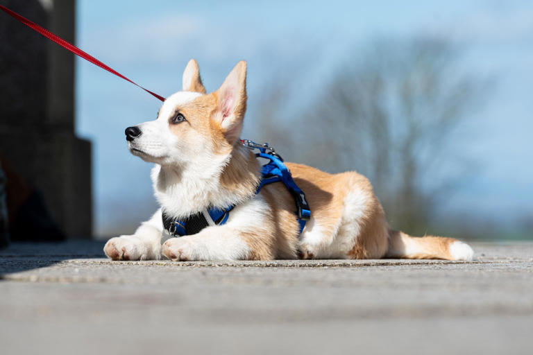 43 cute pictures as dog lovers flock to Lancaster’s popular Pups in the ...