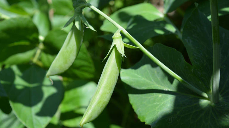 How To Grow Sugar Snap Peas Expert Tips For A Quick And Delicious Harvests Of Pods 1068