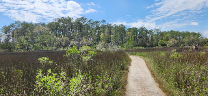 I Visited The Beautiful Marsh At Georgia’s Skidaway Island State Park