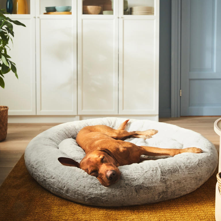 IKEA has just launched a pet collection featuring some seriously ...