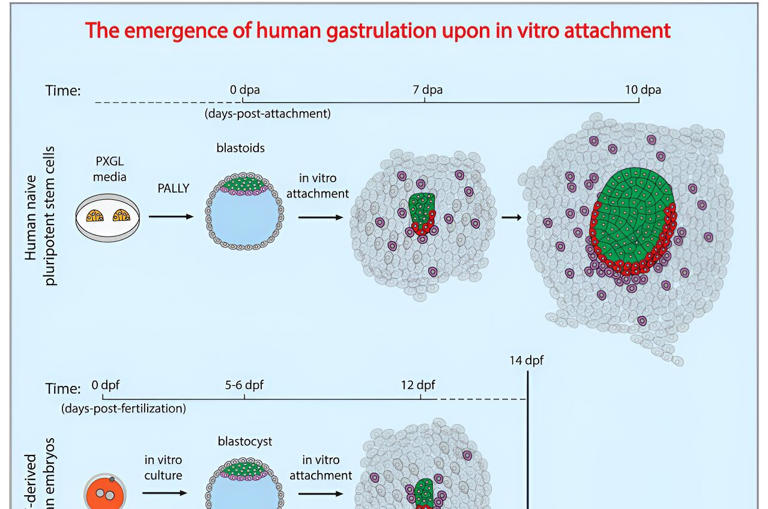 Stem cell model offers first glimpse of early human development