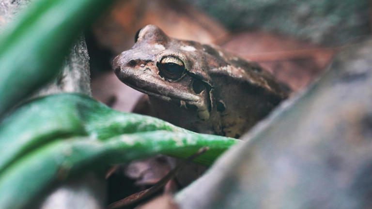 Visitors To Get First Glimpse Of One Of The World’s Largest Frogs At 