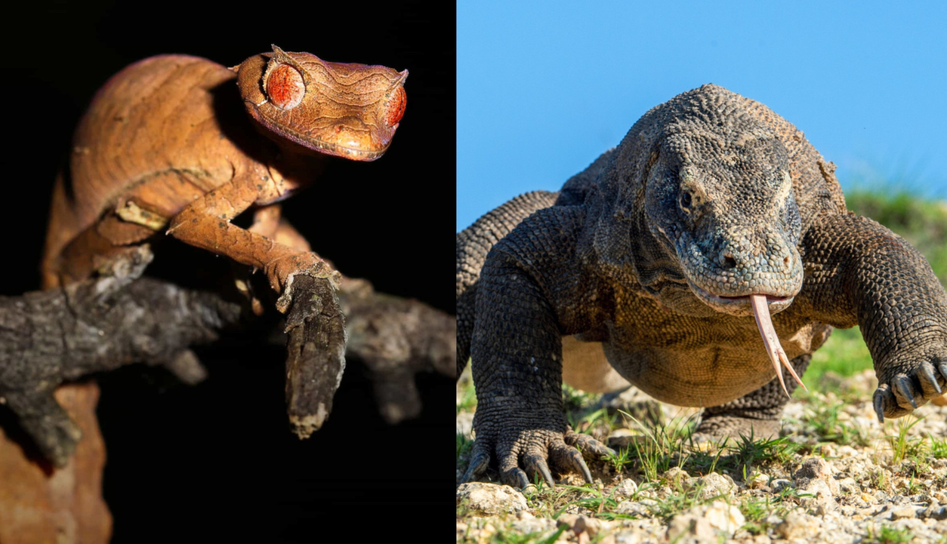 Weird and wonderful cold-blooded wildlife