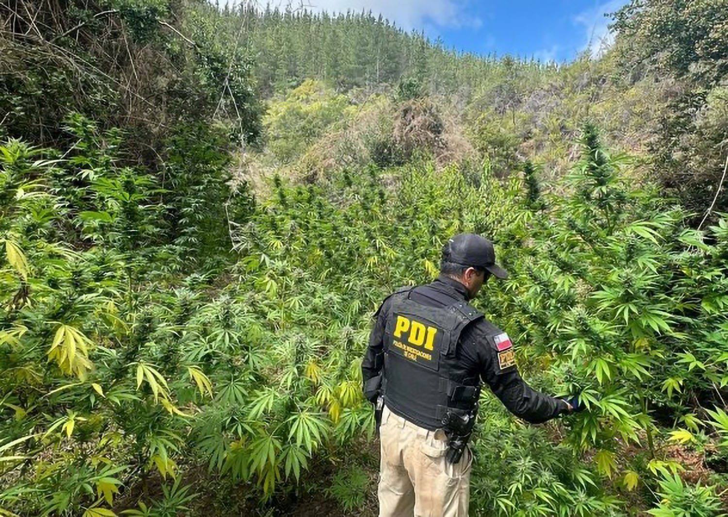 casi 2.000 plantas incautadas: encuentran y erradican gigantesca plantación de marihuana en linares