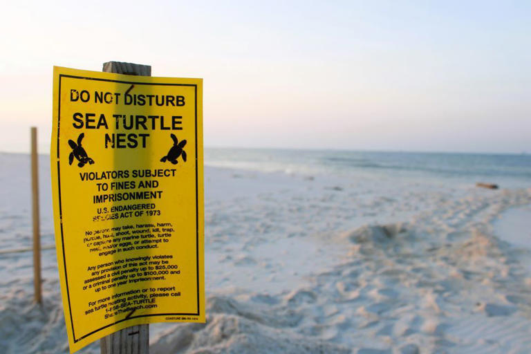 A warning sign stands at a nesting site where a sea turtle crawled from the Gulf of Mexico to lay her eggs on the west end of Dauphin Island.