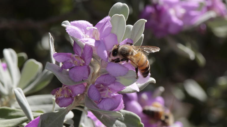 One Of The Main Reasons Why Texas Sage Is Such A Popular Garden Flower