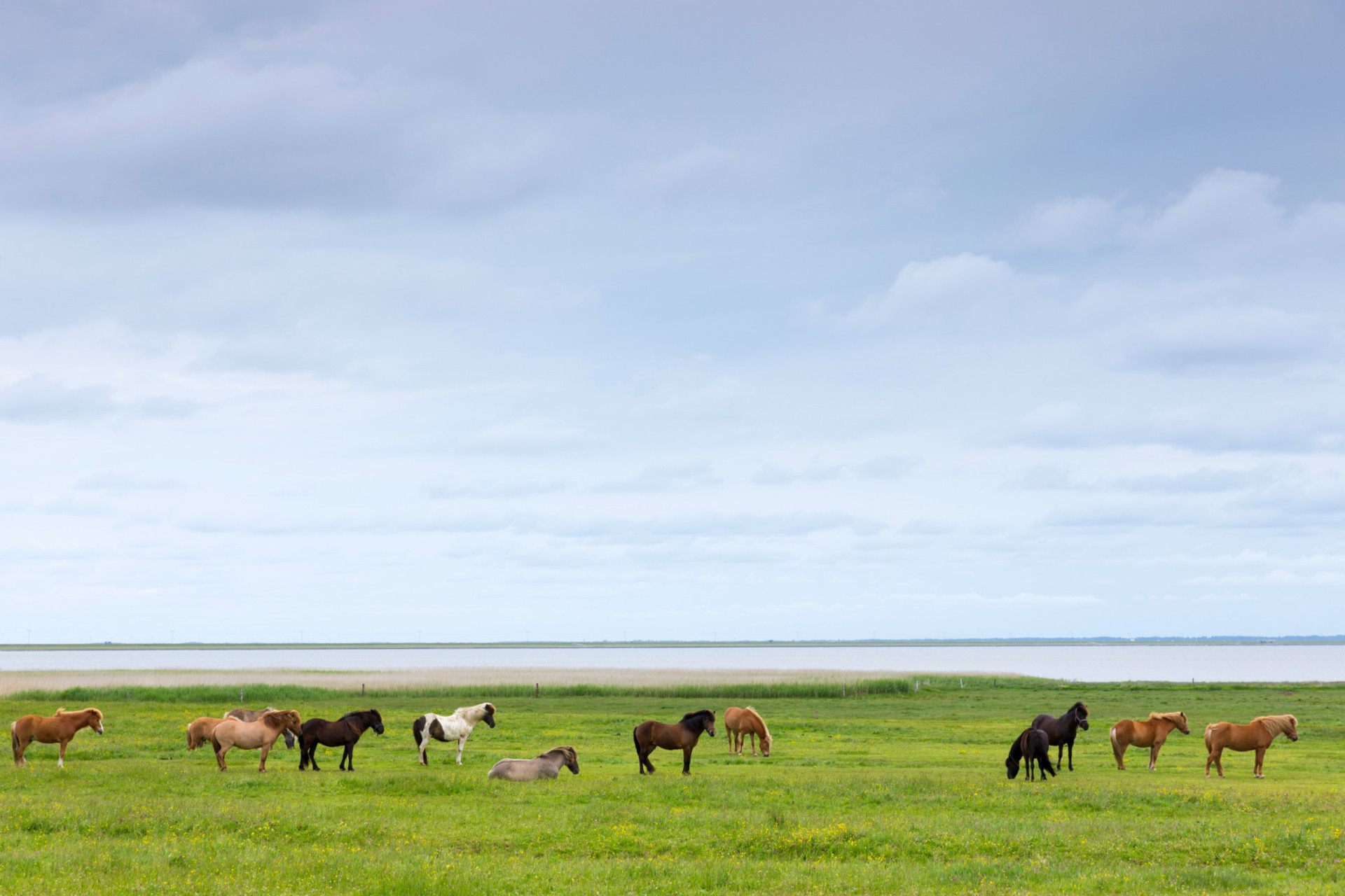 <p>Les îles danoises de Rømø, dans la mer des Wadden, Mandø, et Fanø forment une partie du parc national, qui est l'un des plus grands systèmes continus de vasières et de sable intertidal. Le parc est réputé pour sa nature unique, ses chevaux et ses phoques tachetés.</p><p><a href="https://www.msn.com/fr-fr/community/channel/vid-7xx8mnucu55yw63we9va2gwr7uihbxwc68fxqp25x6tg4ftibpra?cvid=94631541bc0f4f89bfd59158d696ad7e">Suivez-nous et accédez tous les jours à du contenu exclusif</a></p>