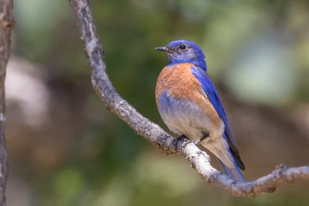 How to Attract Bluebirds to Your Yard: 10 Methods