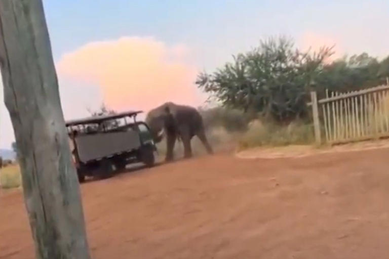 StringersHub A bull elephant in South Africa lifts a safari truck