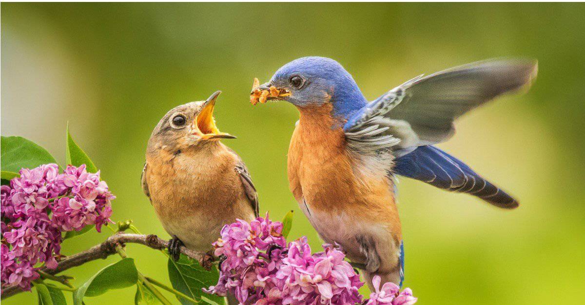 How to Attract Bluebirds to Your Yard: 10 Methods
