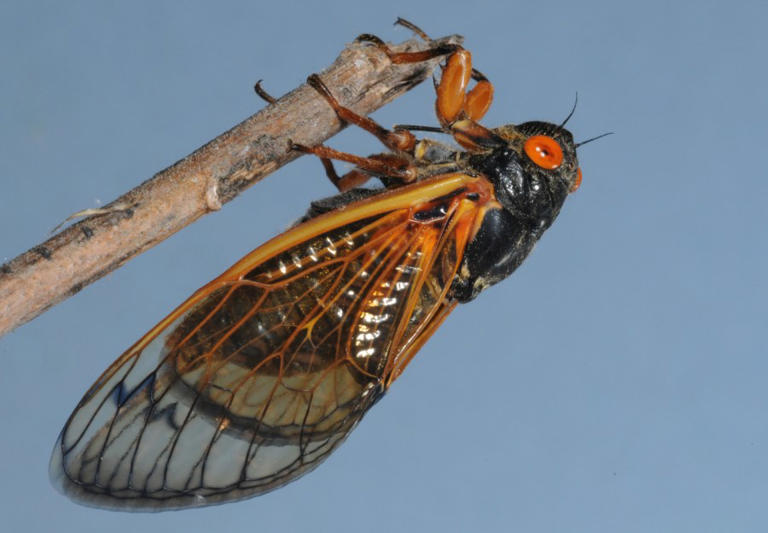 2024 is the year for periodical cicadas in Mississippi