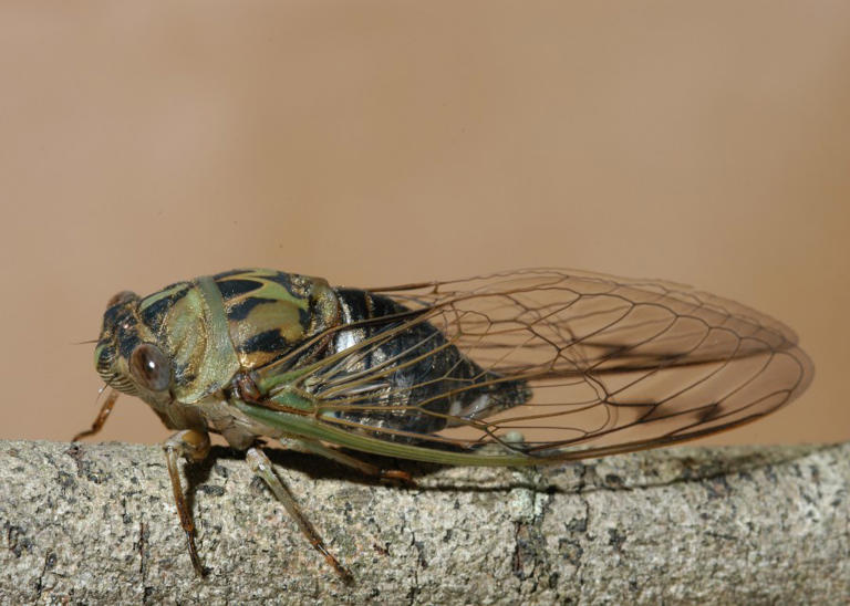 2024 is the year for periodical cicadas in Mississippi