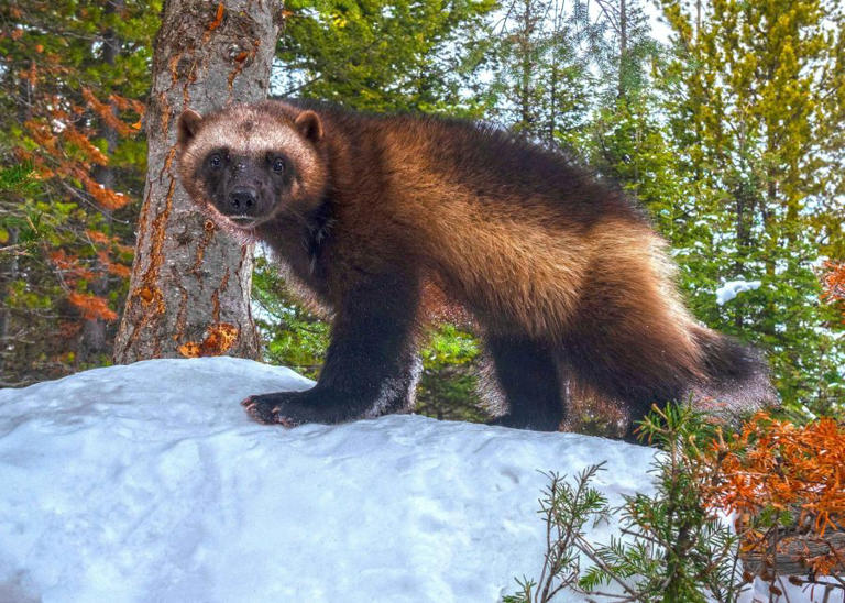 Three new wolverine sightings confirmed on the Oregon Coast